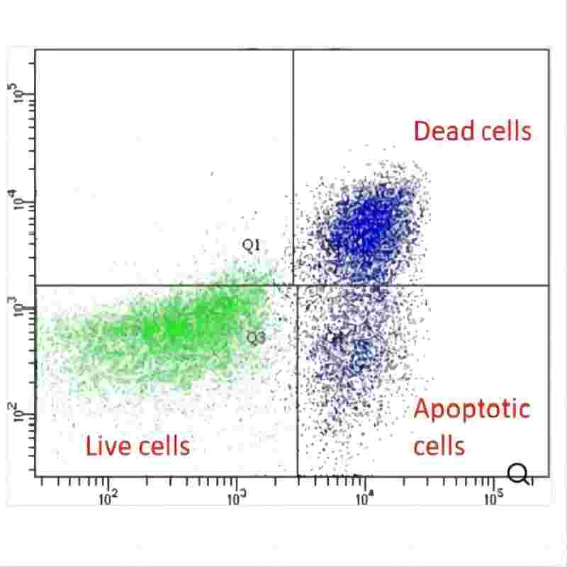 Annexin V-Alexa Fluor 488/Dead Cell Apoptosis Detection Kit