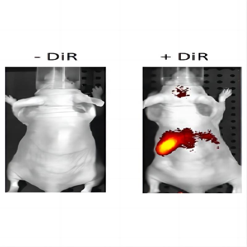 DiR活体成像荧光试剂