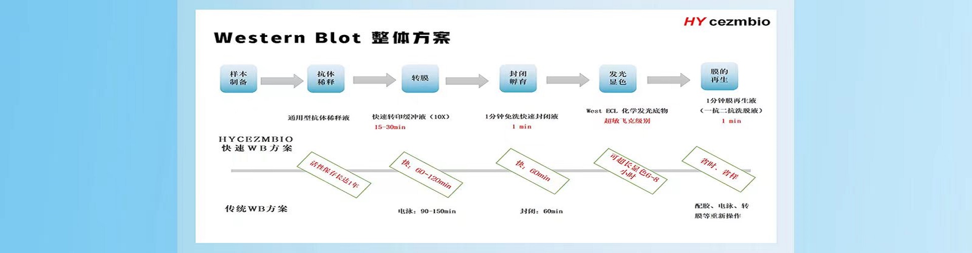 胎牛血清